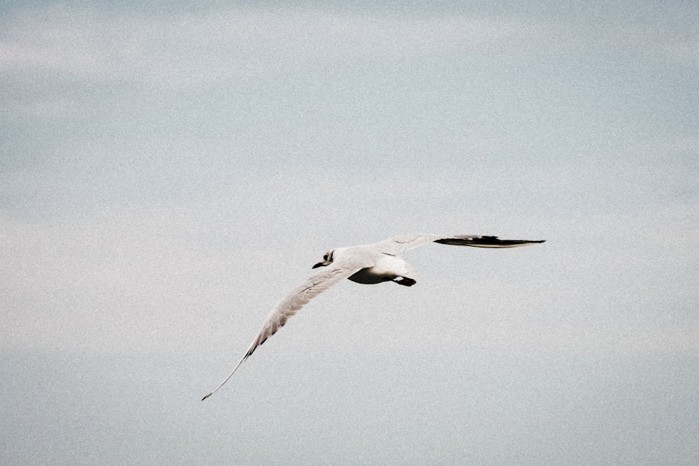 white bird flying under white clouds during daytime