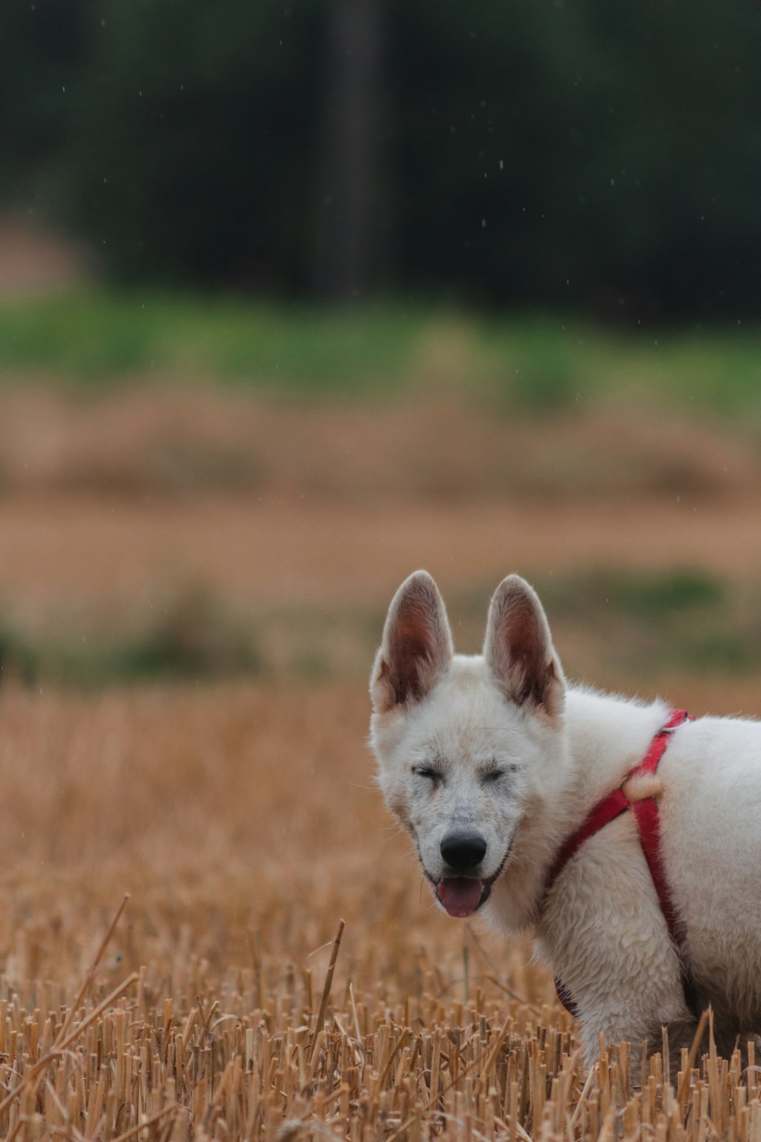 white short coated dog on brown grass field during daytime