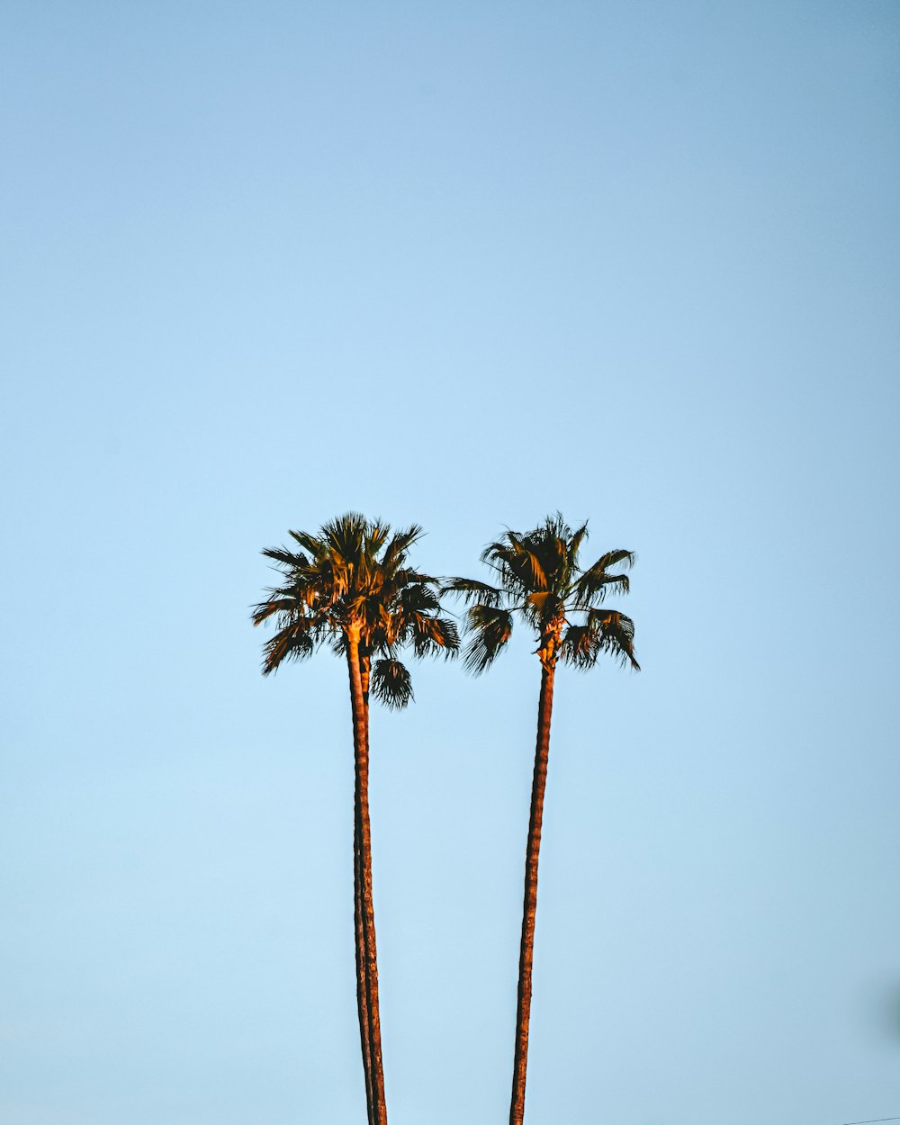 green palm tree under white sky