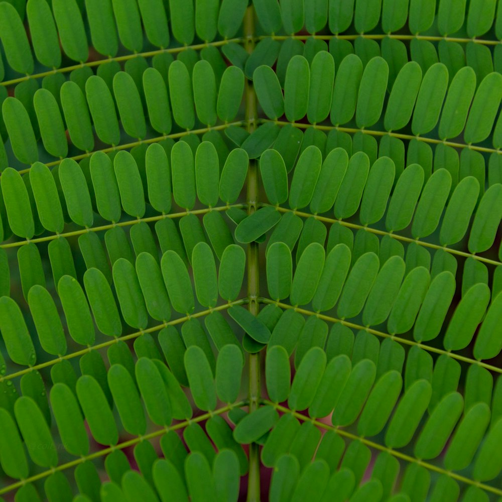 green and brown wooden chair