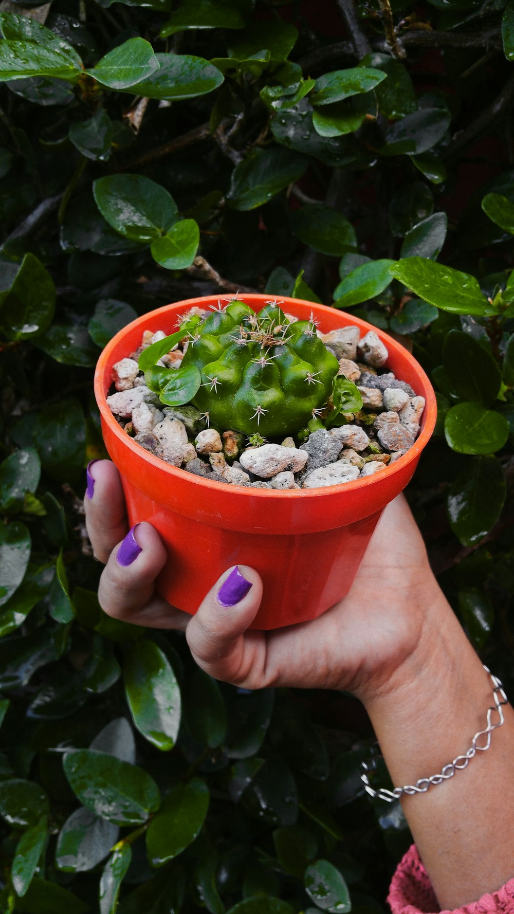 green plant in red plastic pot