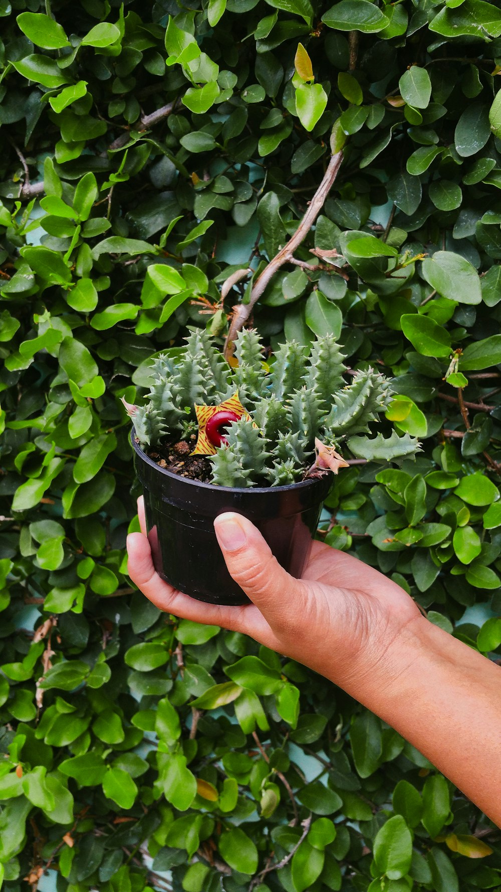 red and green plant on brown pot