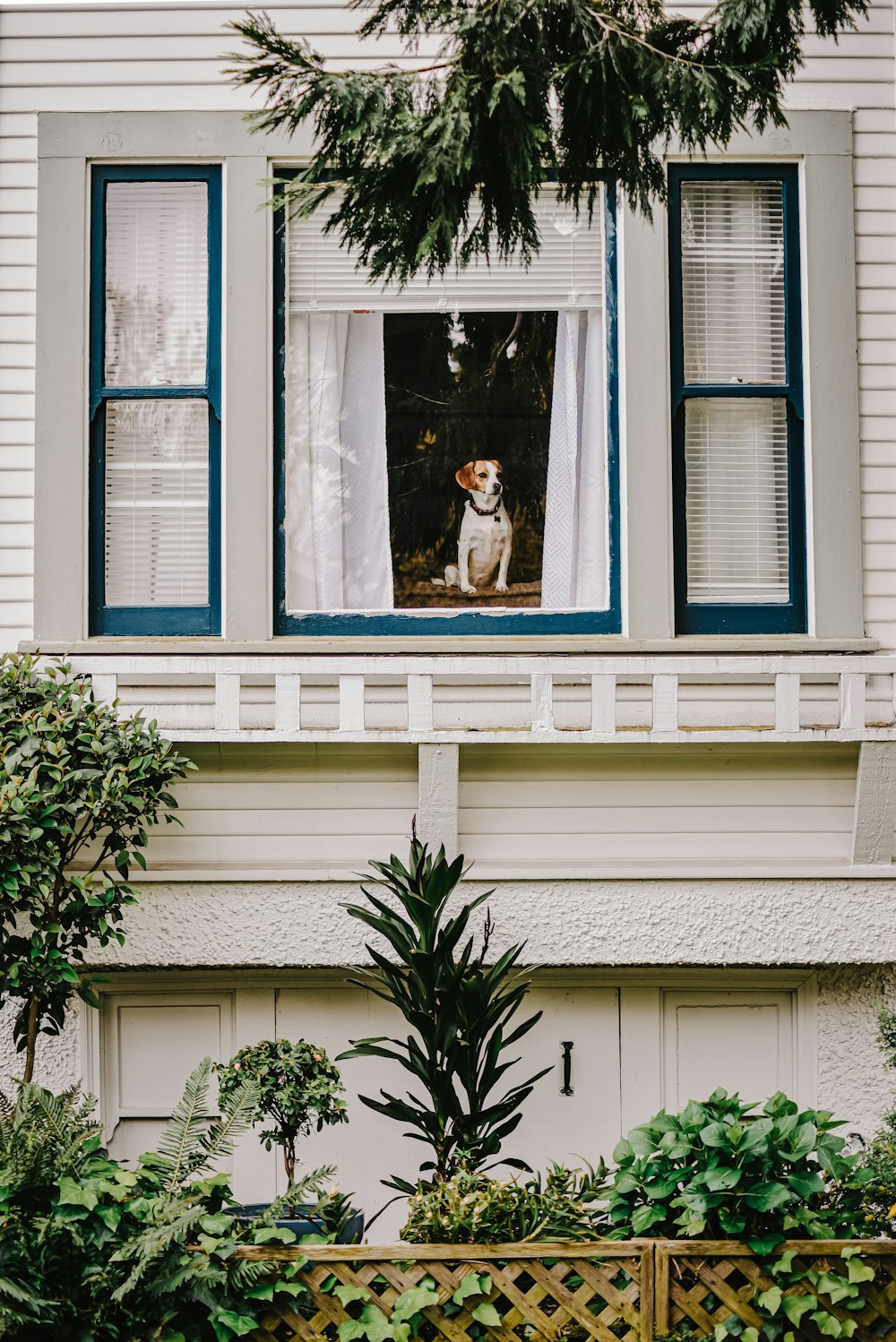 green plant in front of window