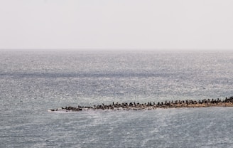 A vast expanse of ocean stretches towards the horizon under a mostly clear sky. In the foreground, a breakwater constructed from large, irregularly shaped concrete blocks extends into the sea. The water has a shimmering effect due to sunlight reflecting on its surface.