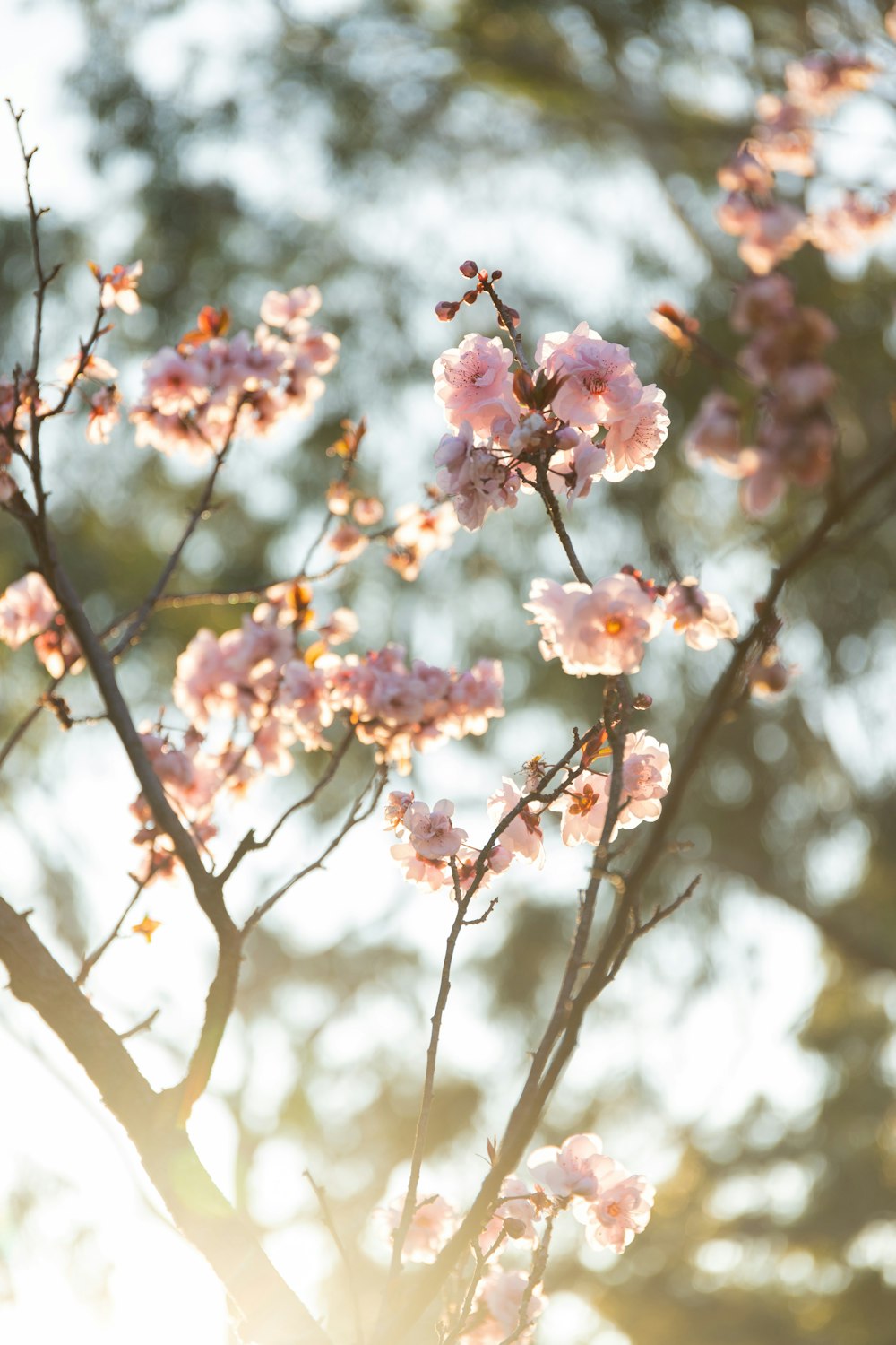 pink cherry blossom in bloom during daytime