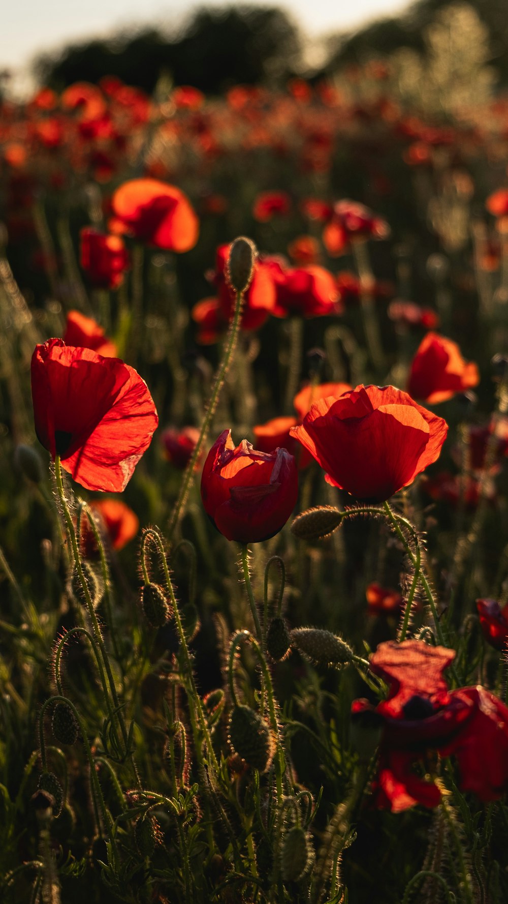 red flower in tilt shift lens