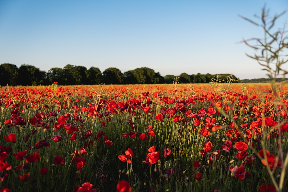 red flower field under blue sky during daytime