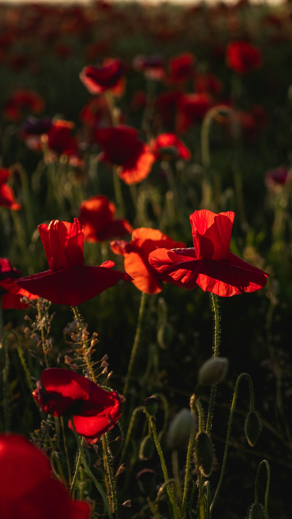 red flower in tilt shift lens