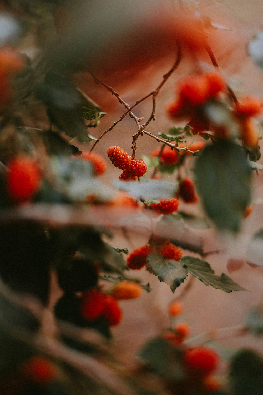 red fruit on tree branch