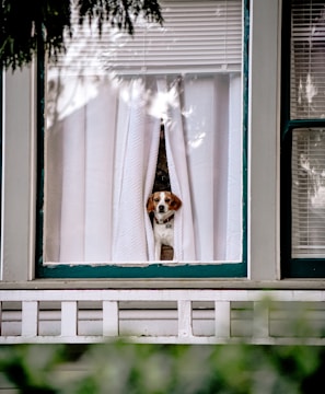 white and brown short coated dog on window