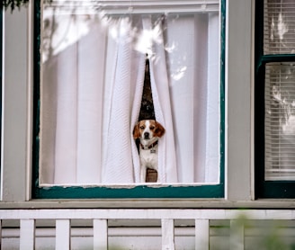 white and brown short coated dog on window