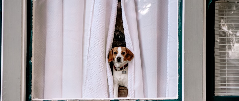 white and brown short coated dog on window