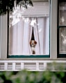 white and brown short coated dog on window