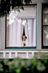 white and brown short coated dog on window
