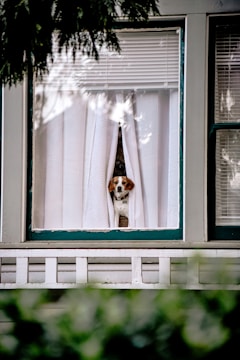 white and brown short coated dog on window