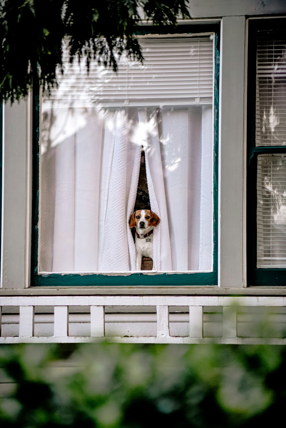 窓に白と茶色の短いコートの犬