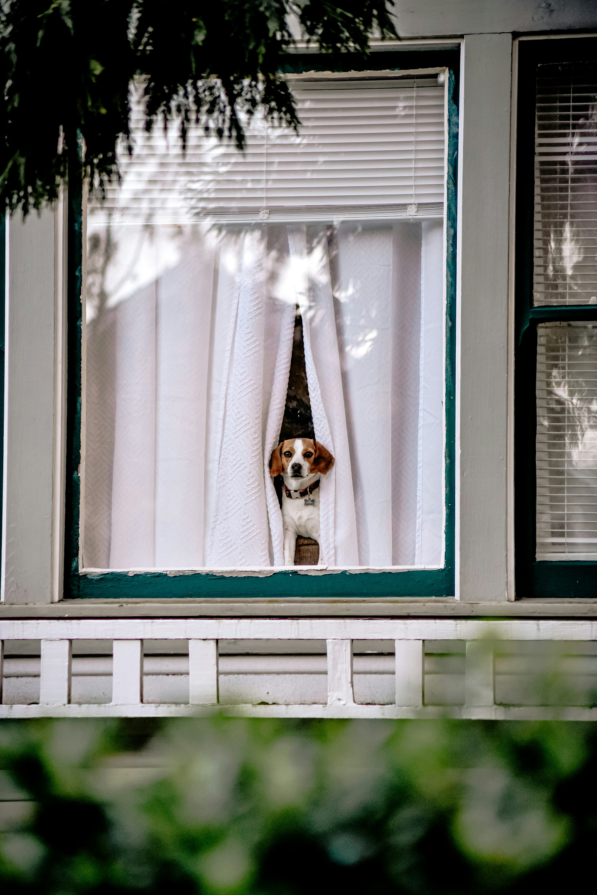 A dog looking out an apartment window