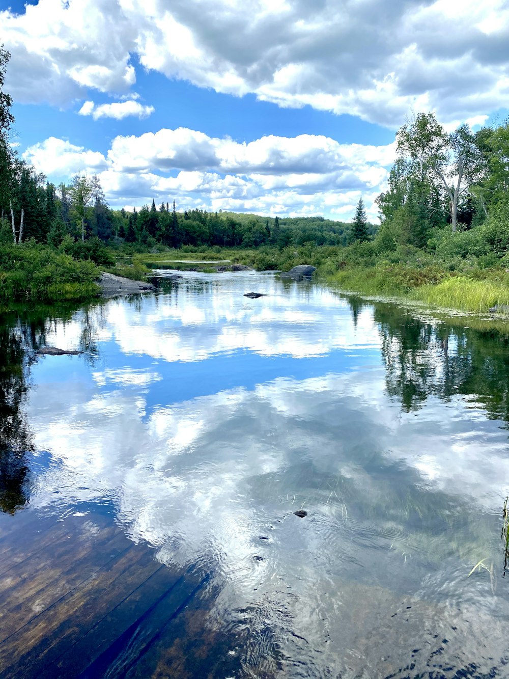 green trees beside river under blue sky during daytime