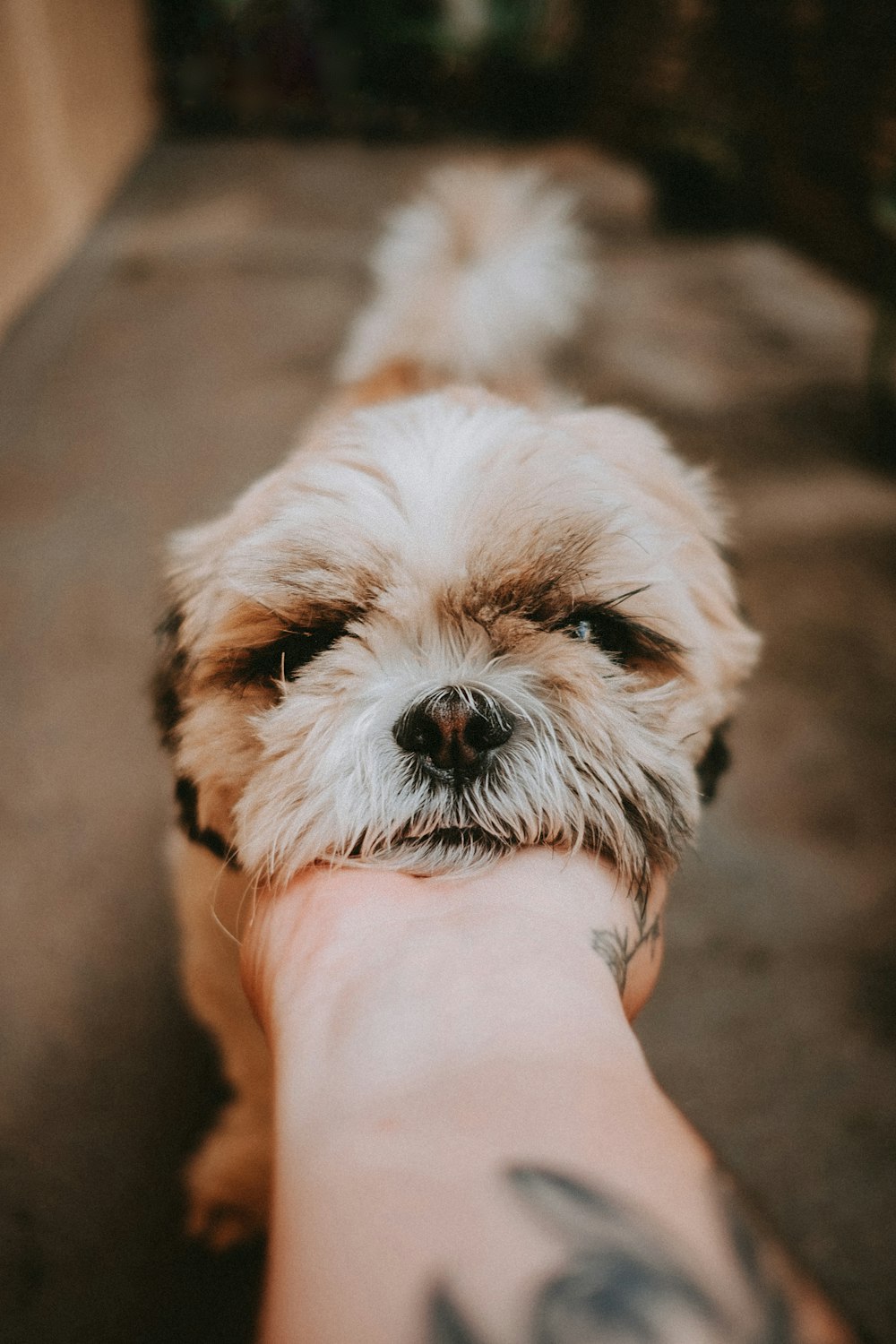 person holding white and brown long coated small dog