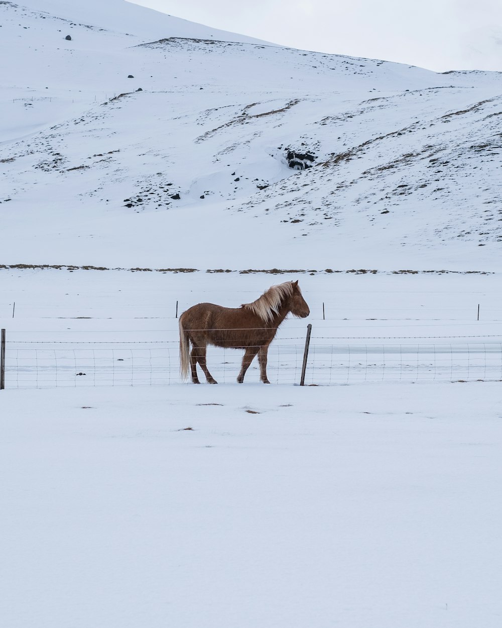 brown horse on snow covered ground during daytime