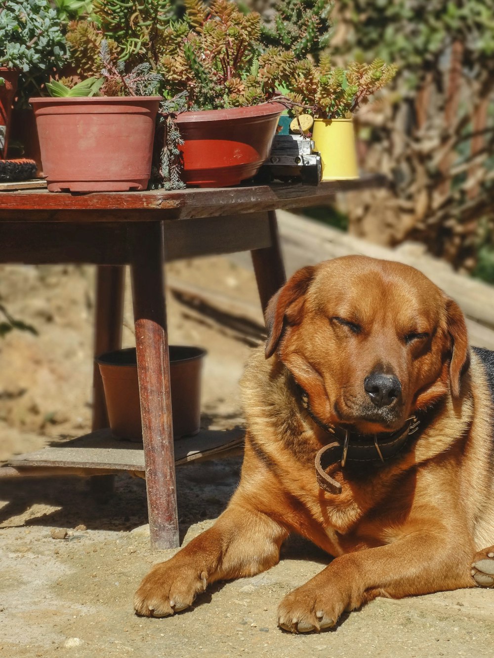 Foto de perro de pelo corto marrón debajo de una mesa de madera marrón –  Imagen gratuita Chile en Unsplash