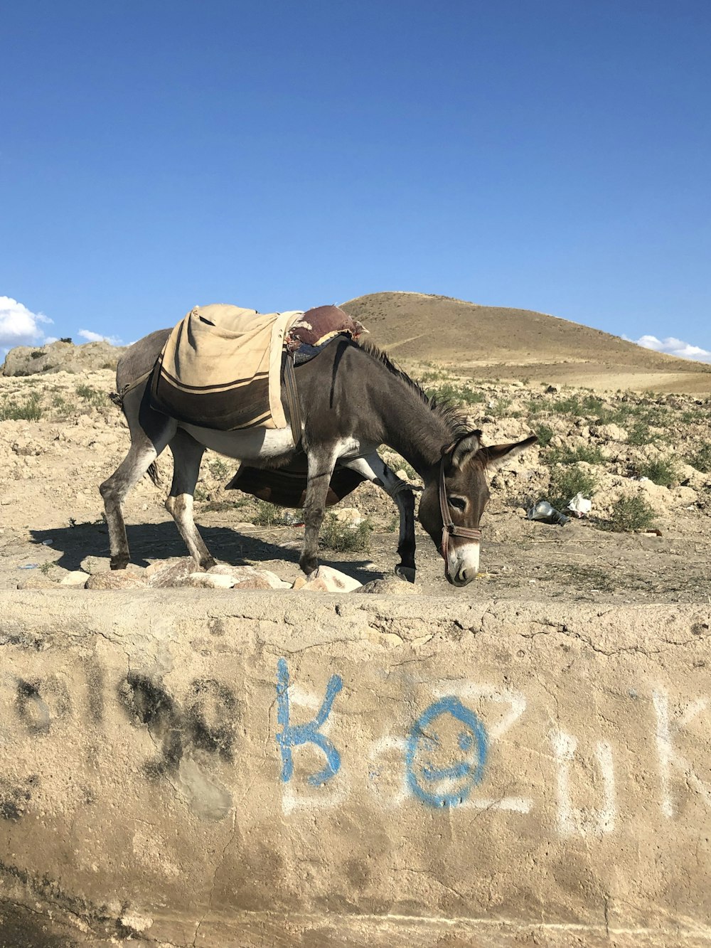 brown horse on brown field under blue sky during daytime