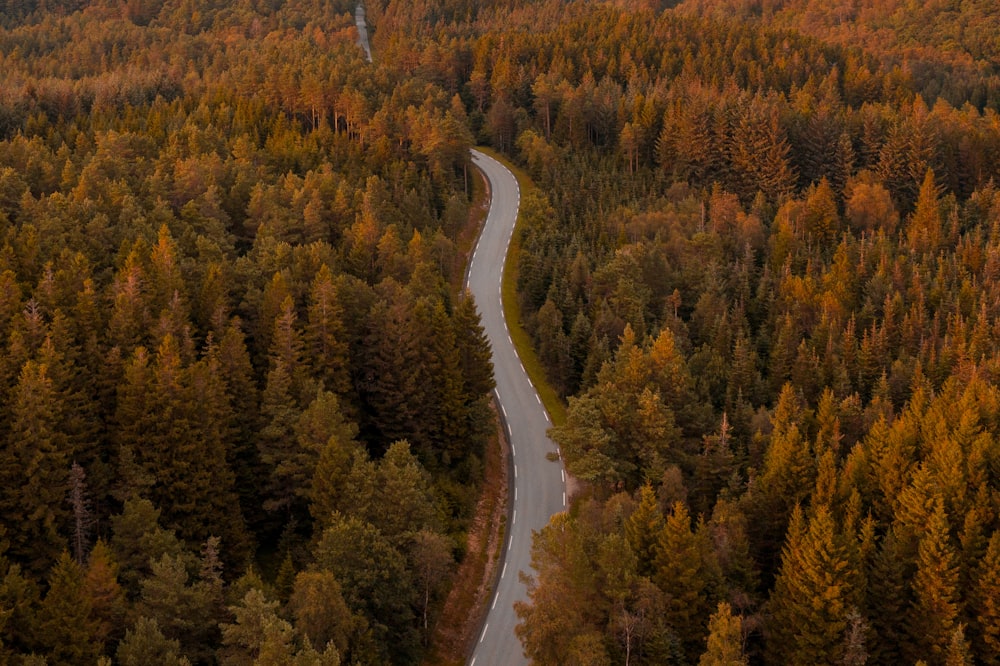 aerial view of green and brown trees during daytime