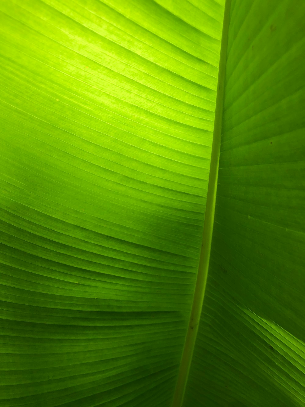 green leaf in close up photography