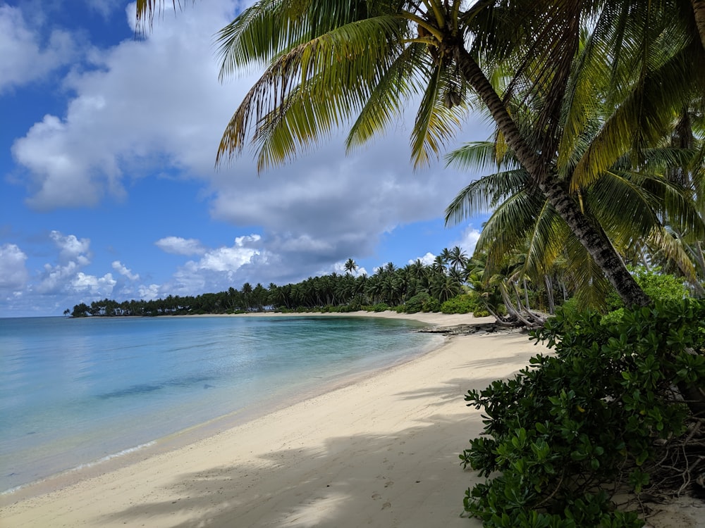 green palm tree on beach during daytime