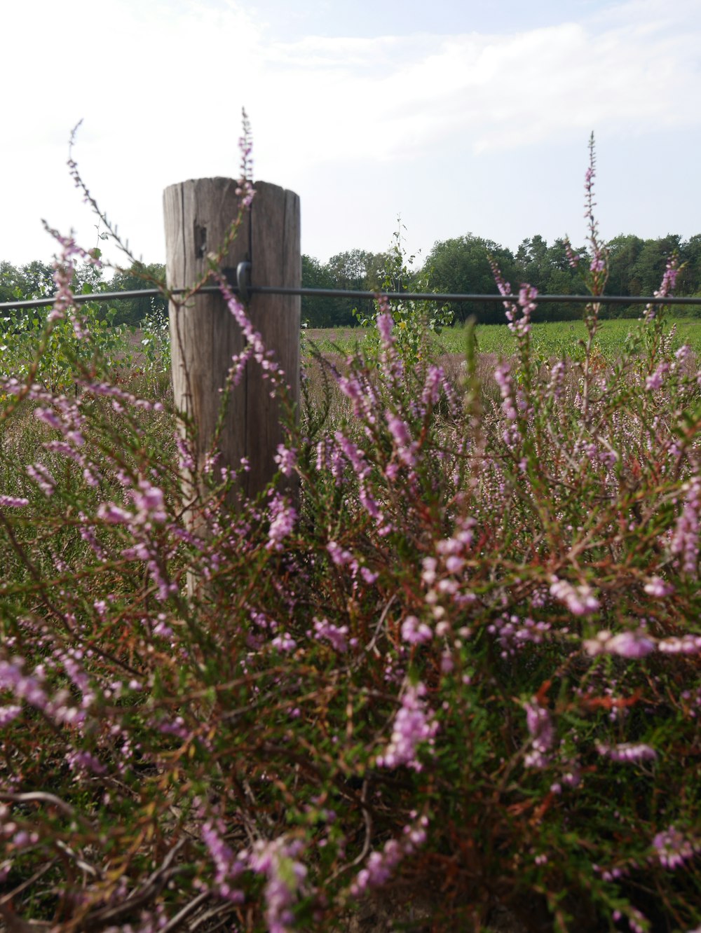 gray barbwire fence on green grass field during daytime