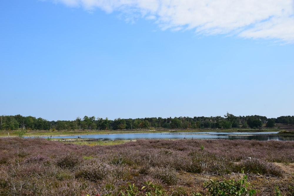 green grass field near body of water during daytime