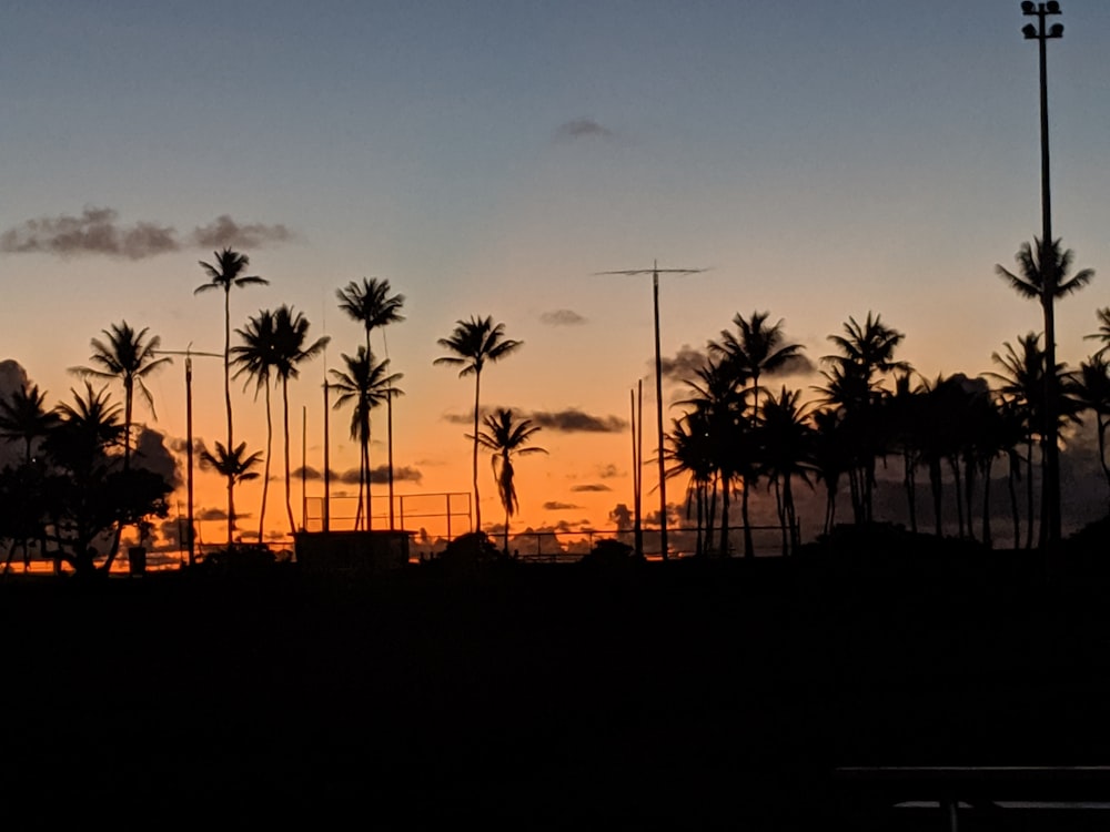 palm trees during golden hour