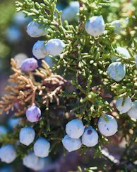 green and brown plant with white round fruits