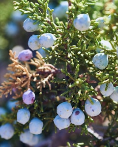 green and brown plant with white round fruits