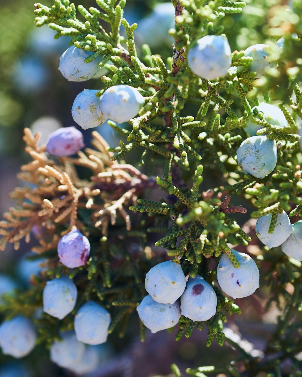 green and brown plant with white round fruits