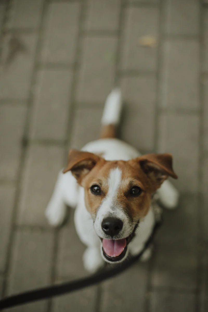 Tasmalı, yukarı bakan ve enerjik görünen Jack Russell Terrier