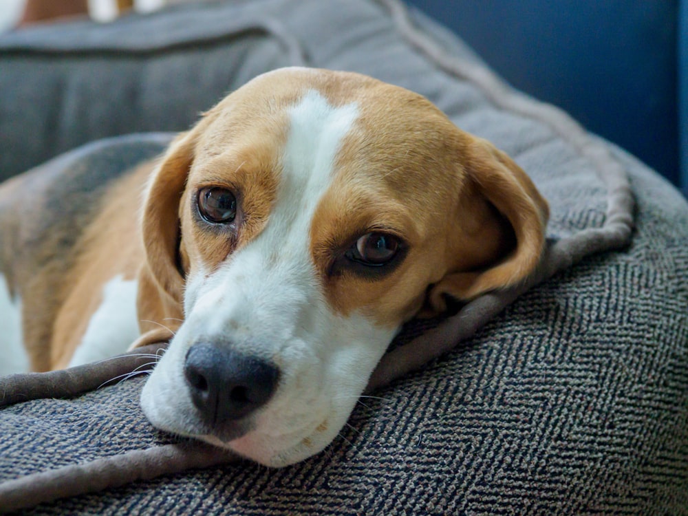 Beagle marrón, blanco y negro cubierto con una manta blanca
