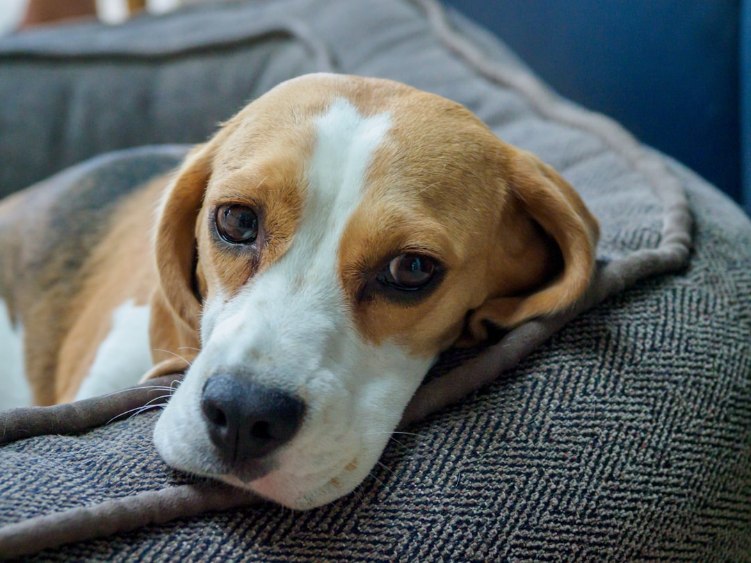 brown white and black beagle covered with white blanket