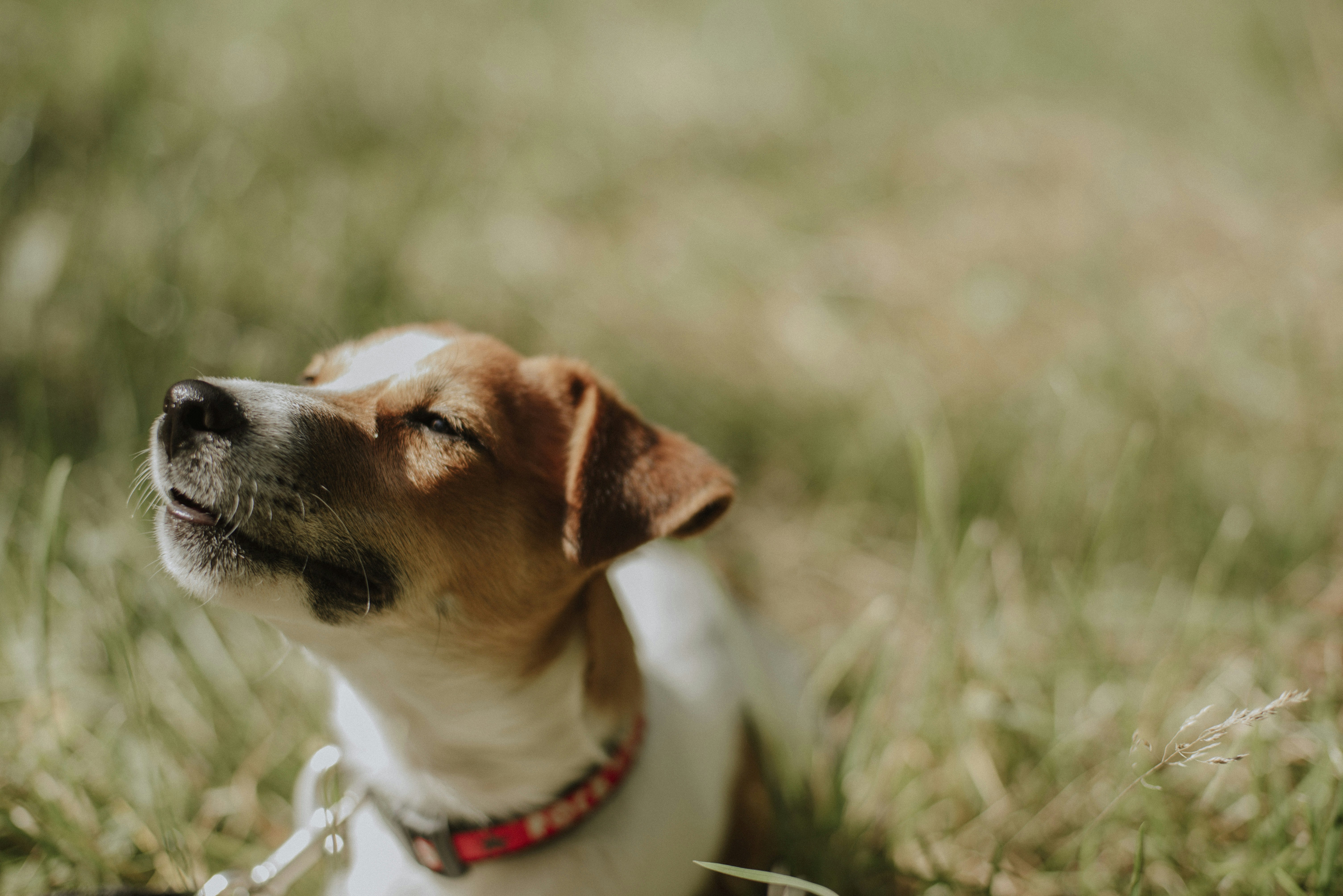 Pros and Cons of Owning a Jack Russell Terrier
