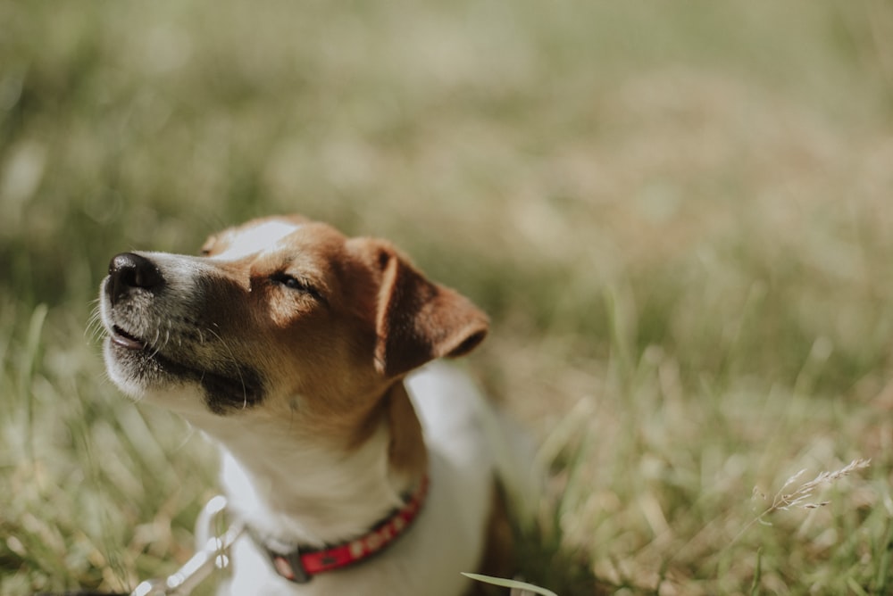 white and brown short coated dog on green grass during daytime