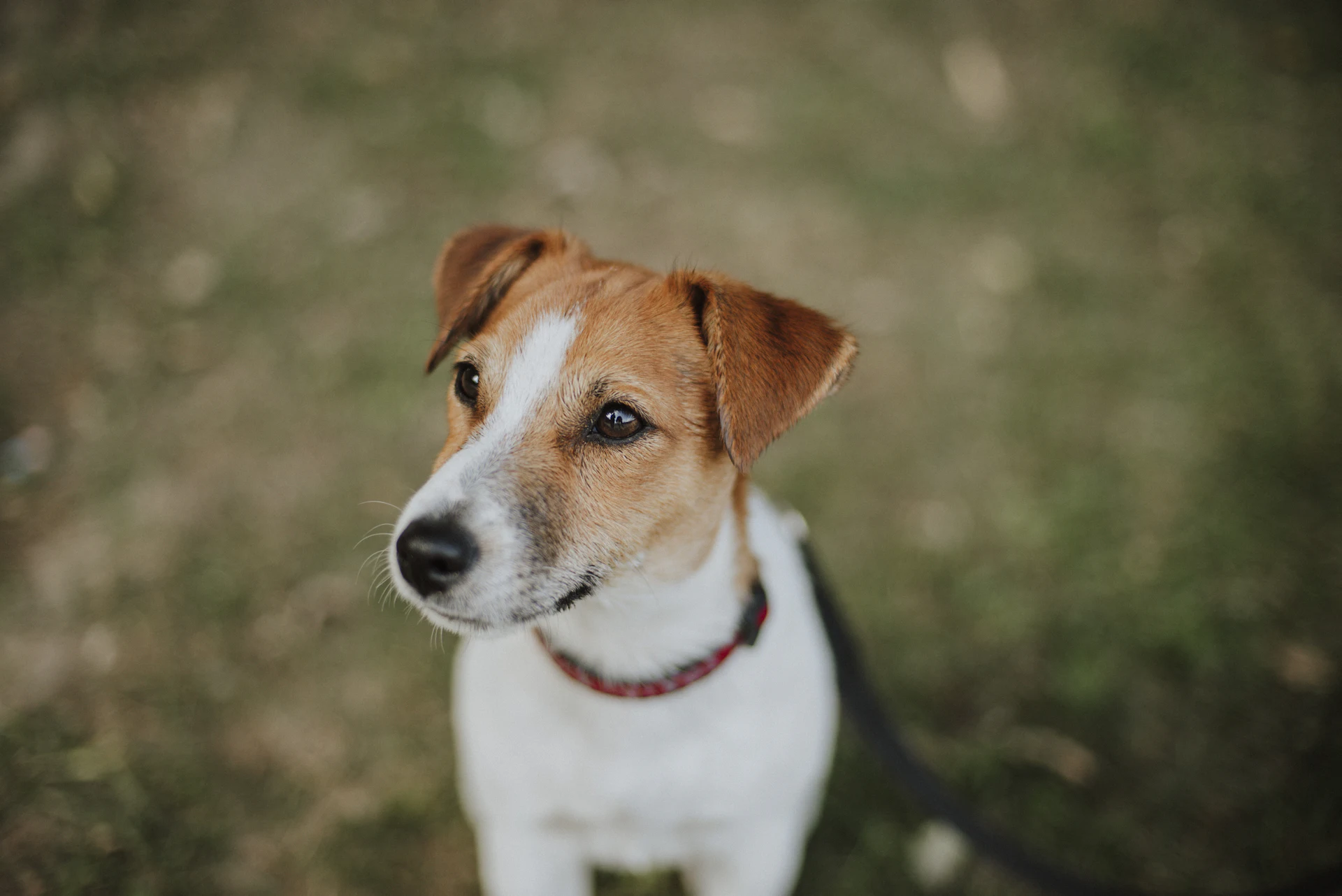 A Jack Russell Terrier
