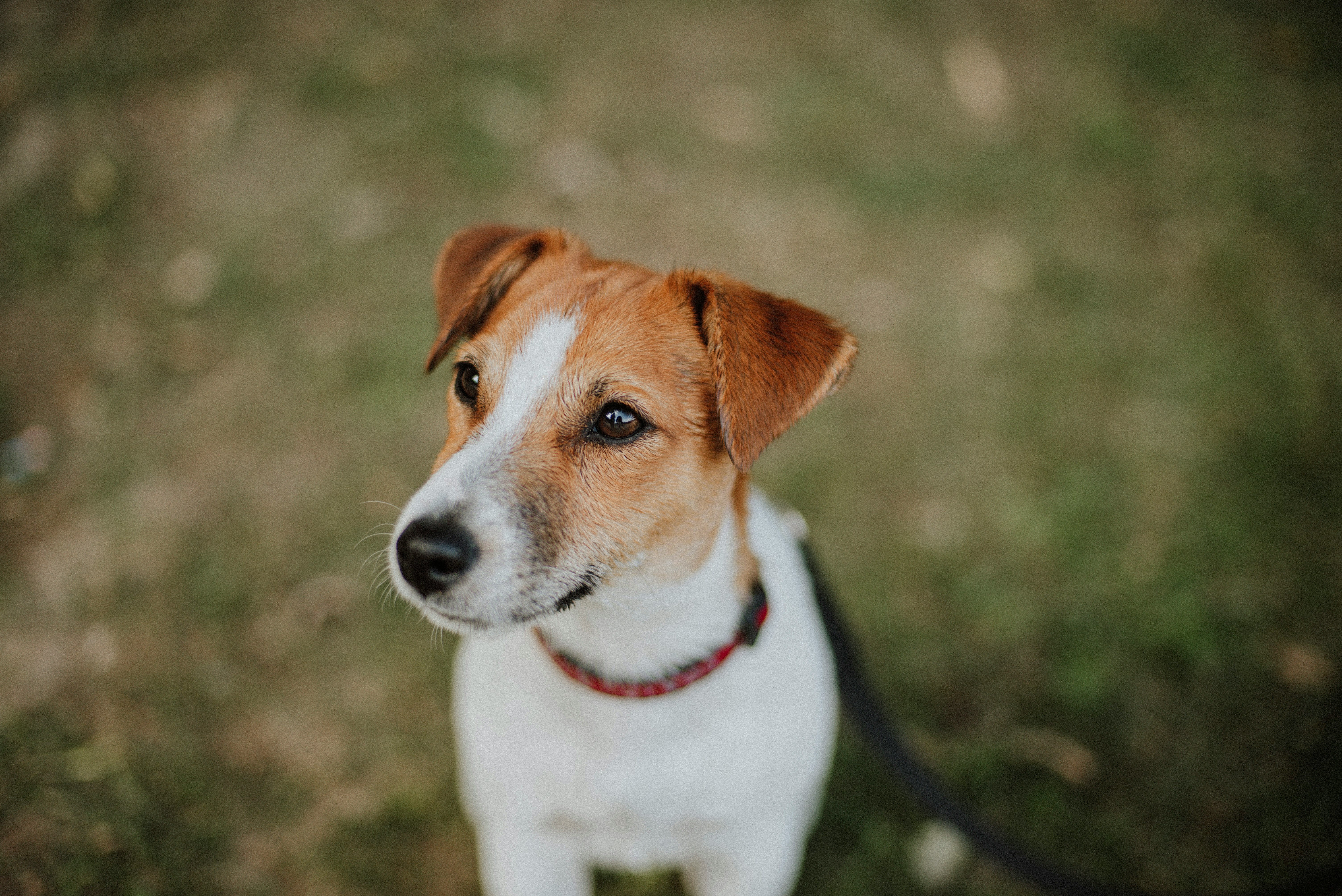 white and brown short coated dog