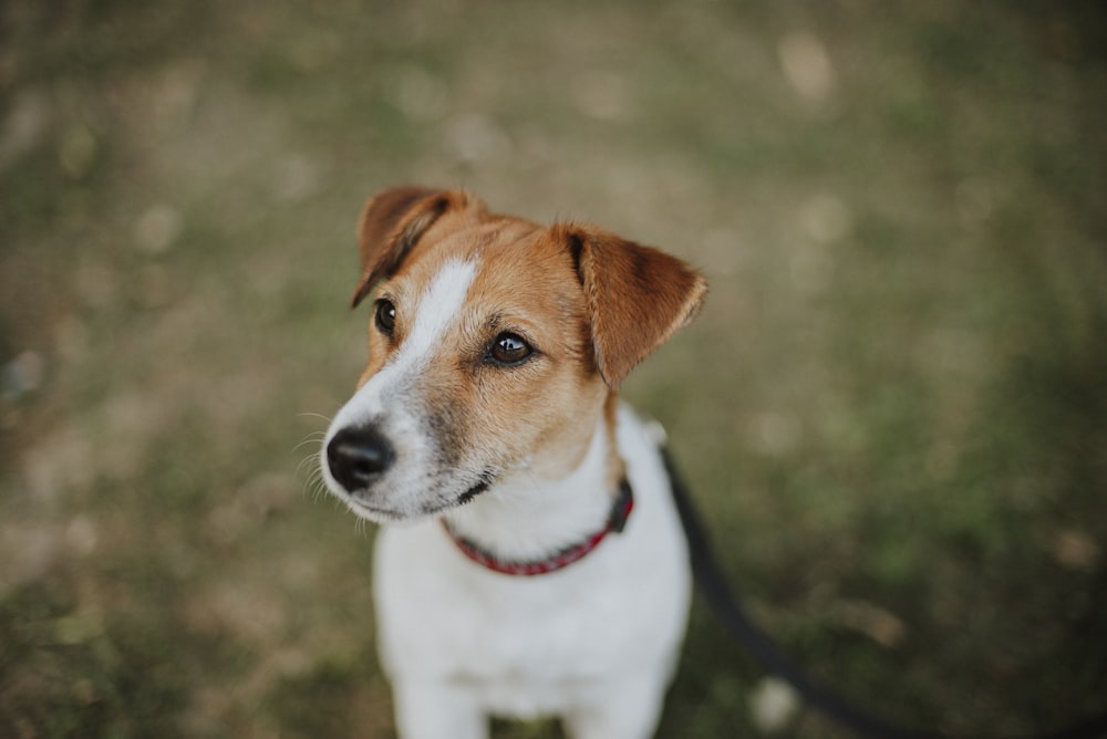 white and brown short coated dog