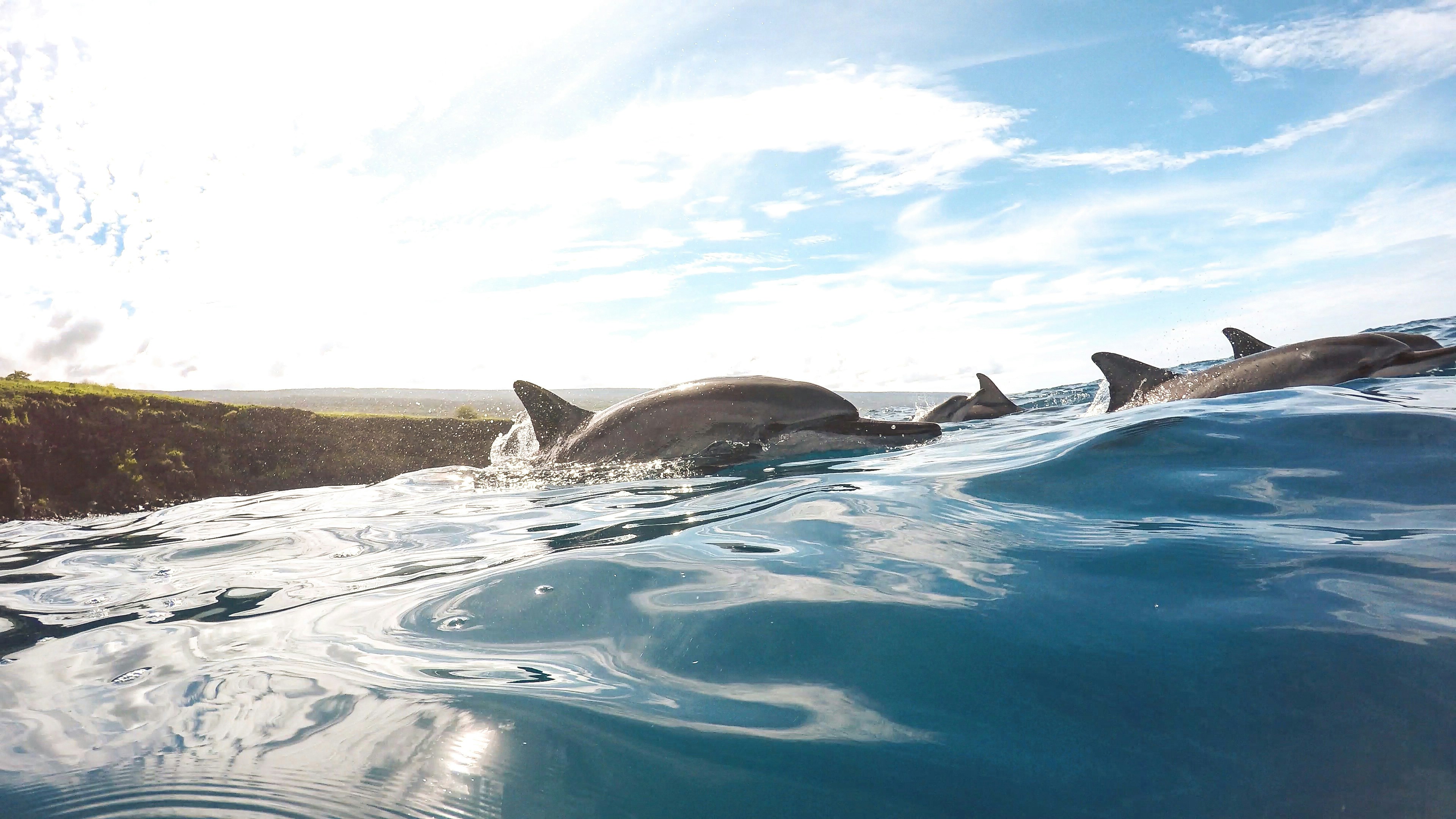 black dolphin on water during daytime