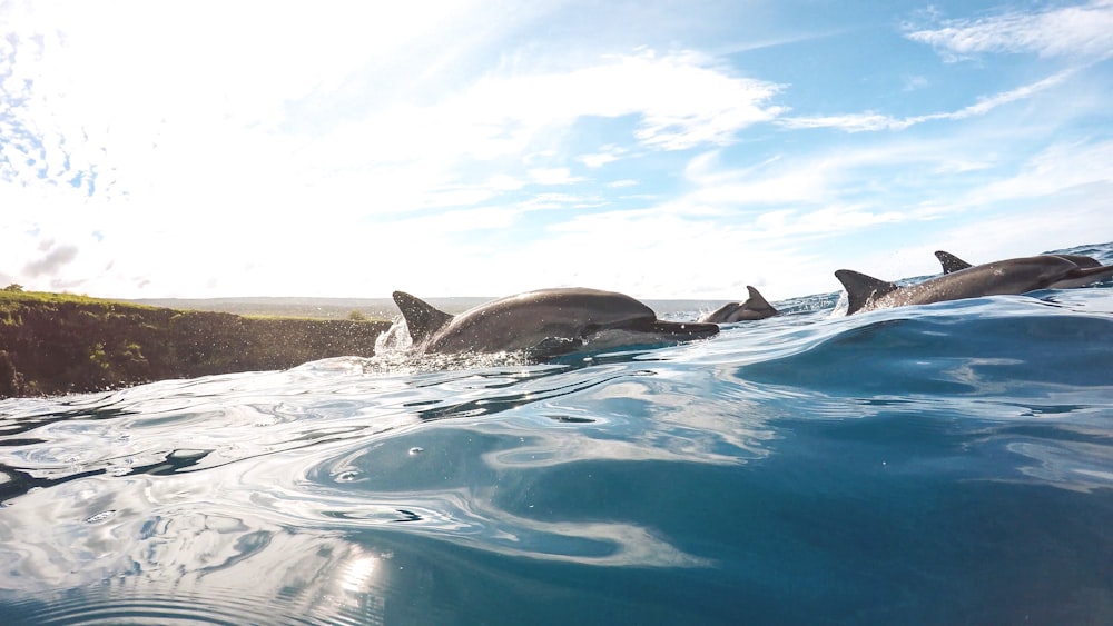 black dolphin on water during daytime