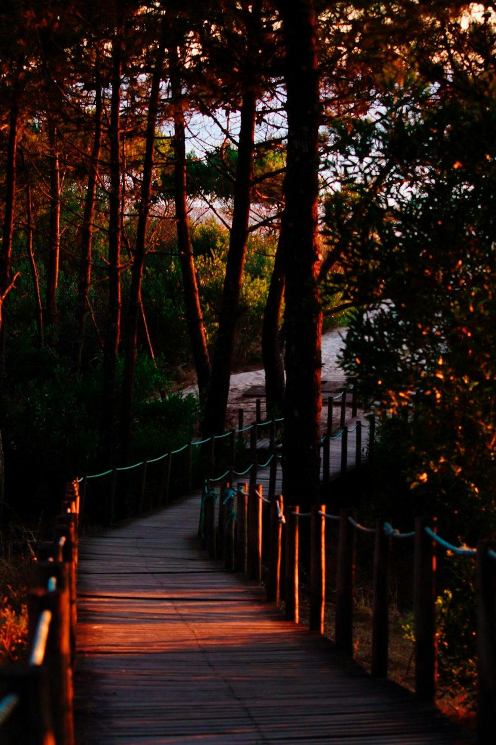 brown wooden bridge in forest during daytime