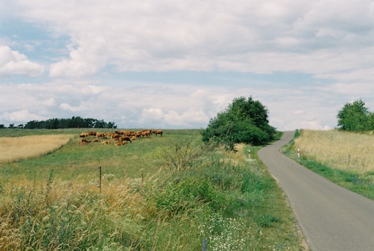 gray concrete road between green grass field under white clouds during daytime in Brandenburg Germany