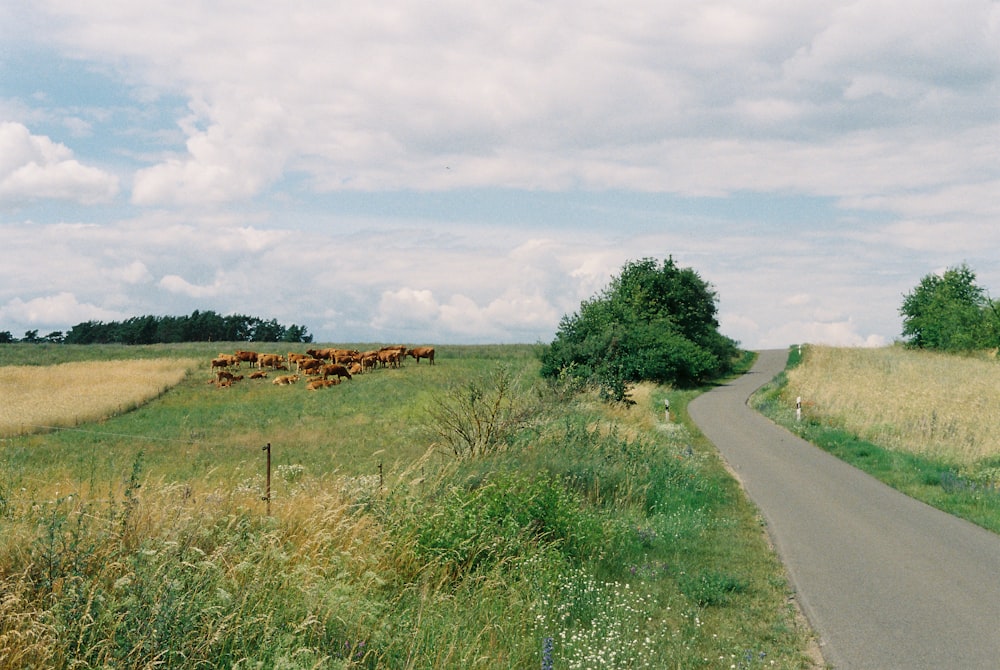 gray concrete road between green grass field under white clouds during daytime