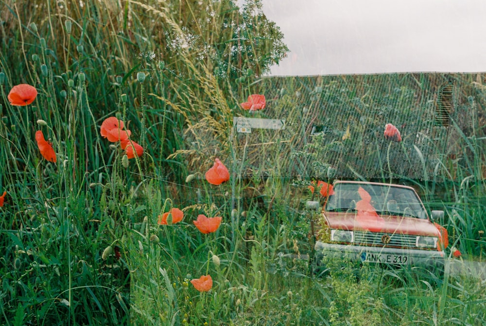 red flowers on green grass field