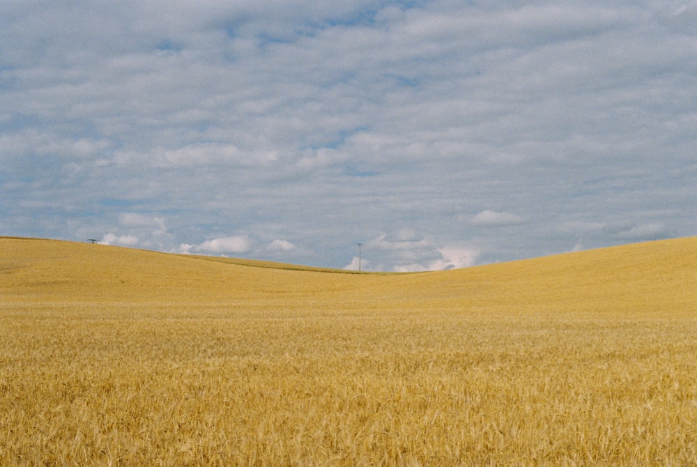 brown field under blue sky during daytime